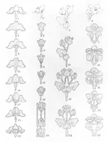 Picture 8 of 17 from The use of the plant in decorative designs. (1912), leaf 26