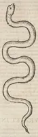 An illustration from Ulyssis Aldrovandi ... Serpentum, et draconum historiæ libri duo (1640)