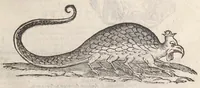 An illustration from Ulyssis Aldrovandi ... Serpentum, et draconum historiæ libri duo (1640)