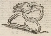 Picture 1 of 7 from Ulyssis Aldrovandi ... Serpentum, et draconum historiæ libri duo (1640), leaf 78