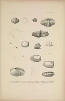 An illustration from United States Exploring Expedition. During the year 1838, 1839, 1840, 1841, 1842 (1844)