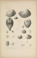 An illustration from United States Exploring Expedition. During the year 1838, 1839, 1840, 1841, 1842 (1844)