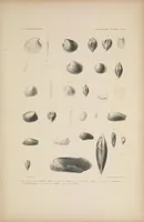 An illustration from United States Exploring Expedition. During the year 1838, 1839, 1840, 1841, 1842 (1844)