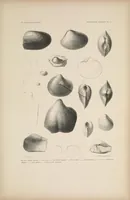 An illustration from United States Exploring Expedition. During the year 1838, 1839, 1840, 1841, 1842 (1844)