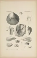 An illustration from United States Exploring Expedition. During the year 1838, 1839, 1840, 1841, 1842 (1844)