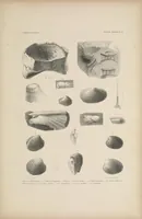 An illustration from United States Exploring Expedition. During the year 1838, 1839, 1840, 1841, 1842 (1844)