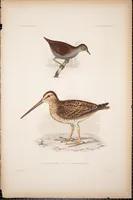 An illustration from United States Exploring Expedition. During the year 1838, 1839, 1840, 1841, 1842 (1844)
