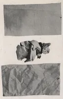 An illustration from Velumina wallhide and its application. (1929)