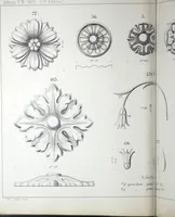 An illustration from Vieille Montagne : album d'objets d'art et d'ornementation architecturale : V.M. 1875. (1875)