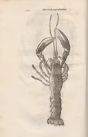 An illustration from Vlyssis Aldrovandi ... De reliquis animalibus exanguibus libri quatuor, post mortem eius editi : nempe de mollibvs, crvstaceis, testaceis et zoophytis (1642)