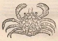 Picture 3 of 54 from Vlyssis Aldrovandi ... De reliquis animalibus exanguibus libri quatuor, post mortem eius editi : nempe de mollibvs, crvstaceis, testaceis et zoophytis (1642), leaf 206