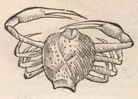 Picture 4 of 54 from Vlyssis Aldrovandi ... De reliquis animalibus exanguibus libri quatuor, post mortem eius editi : nempe de mollibvs, crvstaceis, testaceis et zoophytis (1642), leaf 206