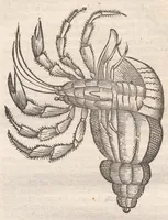 An illustration from Vlyssis Aldrovandi ... De reliquis animalibus exanguibus libri quatuor, post mortem eius editi : nempe de mollibvs, crvstaceis, testaceis et zoophytis (1642)