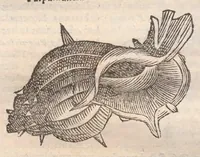 An illustration from Vlyssis Aldrovandi ... De reliquis animalibus exanguibus libri quatuor, post mortem eius editi : nempe de mollibvs, crvstaceis, testaceis et zoophytis (1642)