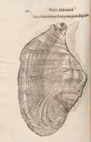 An illustration from Vlyssis Aldrovandi ... De reliquis animalibus exanguibus libri quatuor, post mortem eius editi : nempe de mollibvs, crvstaceis, testaceis et zoophytis (1642)