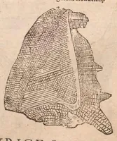 An illustration from Vlyssis Aldrovandi ... De reliquis animalibus exanguibus libri quatuor, post mortem eius editi : nempe de mollibvs, crvstaceis, testaceis et zoophytis (1642)