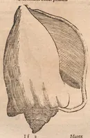 An illustration from Vlyssis Aldrovandi ... De reliquis animalibus exanguibus libri quatuor, post mortem eius editi : nempe de mollibvs, crvstaceis, testaceis et zoophytis (1642)