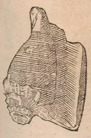 An illustration from Vlyssis Aldrovandi ... De reliquis animalibus exanguibus libri quatuor, post mortem eius editi : nempe de mollibvs, crvstaceis, testaceis et zoophytis (1642)