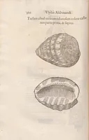 An illustration from Vlyssis Aldrovandi ... De reliquis animalibus exanguibus libri quatuor, post mortem eius editi : nempe de mollibvs, crvstaceis, testaceis et zoophytis (1642)