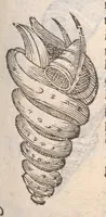 An illustration from Vlyssis Aldrovandi ... De reliquis animalibus exanguibus libri quatuor, post mortem eius editi : nempe de mollibvs, crvstaceis, testaceis et zoophytis (1642)
