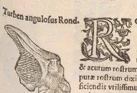 Picture 17 of 54 from Vlyssis Aldrovandi ... De reliquis animalibus exanguibus libri quatuor, post mortem eius editi : nempe de mollibvs, crvstaceis, testaceis et zoophytis (1642), leaf 359