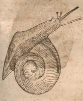 An illustration from Vlyssis Aldrovandi ... De reliquis animalibus exanguibus libri quatuor, post mortem eius editi : nempe de mollibvs, crvstaceis, testaceis et zoophytis (1642)