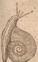 An illustration from Vlyssis Aldrovandi ... De reliquis animalibus exanguibus libri quatuor, post mortem eius editi : nempe de mollibvs, crvstaceis, testaceis et zoophytis (1642)