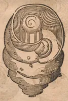 An illustration from Vlyssis Aldrovandi ... De reliquis animalibus exanguibus libri quatuor, post mortem eius editi : nempe de mollibvs, crvstaceis, testaceis et zoophytis (1642)