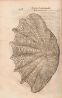 An illustration from Vlyssis Aldrovandi ... De reliquis animalibus exanguibus libri quatuor, post mortem eius editi : nempe de mollibvs, crvstaceis, testaceis et zoophytis (1642)