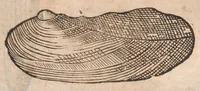 An illustration from Vlyssis Aldrovandi ... De reliquis animalibus exanguibus libri quatuor, post mortem eius editi : nempe de mollibvs, crvstaceis, testaceis et zoophytis (1642)
