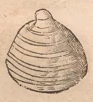 Picture 27 of 54 from Vlyssis Aldrovandi ... De reliquis animalibus exanguibus libri quatuor, post mortem eius editi : nempe de mollibvs, crvstaceis, testaceis et zoophytis (1642), leaf 467