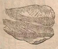 An illustration from Vlyssis Aldrovandi ... De reliquis animalibus exanguibus libri quatuor, post mortem eius editi : nempe de mollibvs, crvstaceis, testaceis et zoophytis (1642)