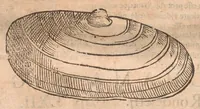 An illustration from Vlyssis Aldrovandi ... De reliquis animalibus exanguibus libri quatuor, post mortem eius editi : nempe de mollibvs, crvstaceis, testaceis et zoophytis (1642)
