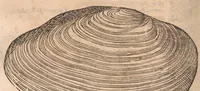 An illustration from Vlyssis Aldrovandi ... De reliquis animalibus exanguibus libri quatuor, post mortem eius editi : nempe de mollibvs, crvstaceis, testaceis et zoophytis (1642)