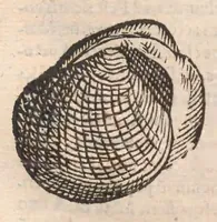 Picture 31 of 54 from Vlyssis Aldrovandi ... De reliquis animalibus exanguibus libri quatuor, post mortem eius editi : nempe de mollibvs, crvstaceis, testaceis et zoophytis (1642), leaf 484