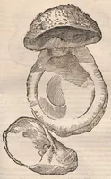 An illustration from Vlyssis Aldrovandi ... De reliquis animalibus exanguibus libri quatuor, post mortem eius editi : nempe de mollibvs, crvstaceis, testaceis et zoophytis (1642)