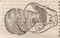 An illustration from Vlyssis Aldrovandi ... De reliquis animalibus exanguibus libri quatuor, post mortem eius editi : nempe de mollibvs, crvstaceis, testaceis et zoophytis (1642)