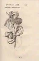 Picture 34 of 54 from Vlyssis Aldrovandi ... De reliquis animalibus exanguibus libri quatuor, post mortem eius editi : nempe de mollibvs, crvstaceis, testaceis et zoophytis (1642), leaf 503