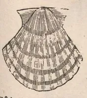 An illustration from Vlyssis Aldrovandi ... De reliquis animalibus exanguibus libri quatuor, post mortem eius editi : nempe de mollibvs, crvstaceis, testaceis et zoophytis (1642)