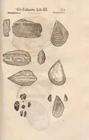 An illustration from Vlyssis Aldrovandi ... De reliquis animalibus exanguibus libri quatuor, post mortem eius editi : nempe de mollibvs, crvstaceis, testaceis et zoophytis (1642)