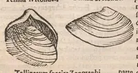 An illustration from Vlyssis Aldrovandi ... De reliquis animalibus exanguibus libri quatuor, post mortem eius editi : nempe de mollibvs, crvstaceis, testaceis et zoophytis (1642)