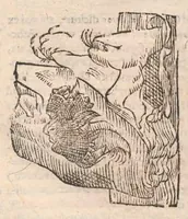 Picture 38 of 54 from Vlyssis Aldrovandi ... De reliquis animalibus exanguibus libri quatuor, post mortem eius editi : nempe de mollibvs, crvstaceis, testaceis et zoophytis (1642), leaf 530