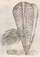 Picture 39 of 54 from Vlyssis Aldrovandi ... De reliquis animalibus exanguibus libri quatuor, post mortem eius editi : nempe de mollibvs, crvstaceis, testaceis et zoophytis (1642), leaf 539