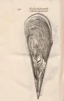 Picture 40 of 54 from Vlyssis Aldrovandi ... De reliquis animalibus exanguibus libri quatuor, post mortem eius editi : nempe de mollibvs, crvstaceis, testaceis et zoophytis (1642), leaf 544