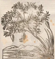 An illustration from Vlyssis Aldrovandi ... De reliquis animalibus exanguibus libri quatuor, post mortem eius editi : nempe de mollibvs, crvstaceis, testaceis et zoophytis (1642)