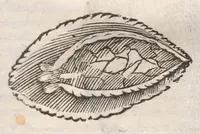 An illustration from Vlyssis Aldrovandi ... De reliquis animalibus exanguibus libri quatuor, post mortem eius editi : nempe de mollibvs, crvstaceis, testaceis et zoophytis (1642)