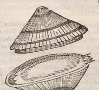 An illustration from Vlyssis Aldrovandi ... De reliquis animalibus exanguibus libri quatuor, post mortem eius editi : nempe de mollibvs, crvstaceis, testaceis et zoophytis (1642)