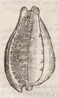 An illustration from Vlyssis Aldrovandi ... De reliquis animalibus exanguibus libri quatuor, post mortem eius editi : nempe de mollibvs, crvstaceis, testaceis et zoophytis (1642)