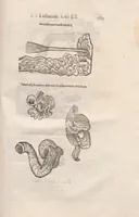 An illustration from Vlyssis Aldrovandi ... De reliquis animalibus exanguibus libri quatuor, post mortem eius editi : nempe de mollibvs, crvstaceis, testaceis et zoophytis (1642)