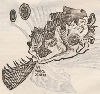 Picture 48 of 54 from Vlyssis Aldrovandi ... De reliquis animalibus exanguibus libri quatuor, post mortem eius editi : nempe de mollibvs, crvstaceis, testaceis et zoophytis (1642), leaf 575